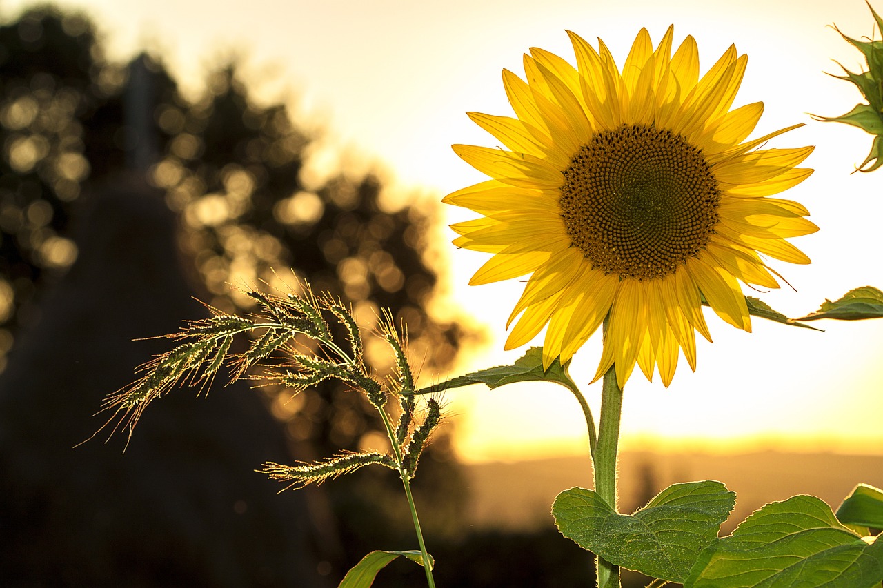 Sunflower with sunshine in background, happy image